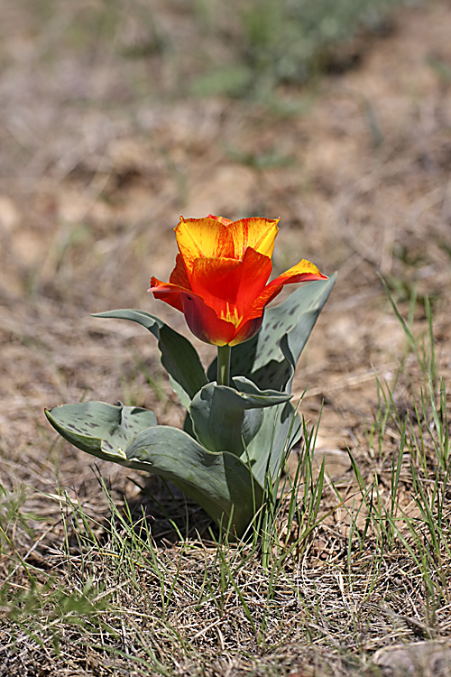 Изображение особи Tulipa greigii.