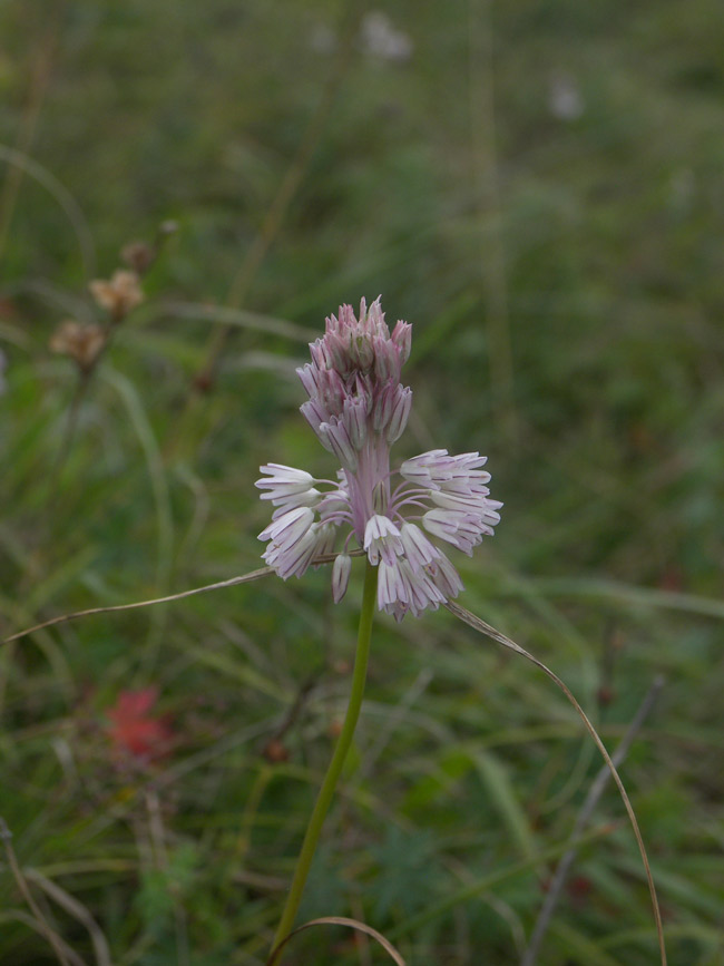 Image of Allium kunthianum specimen.