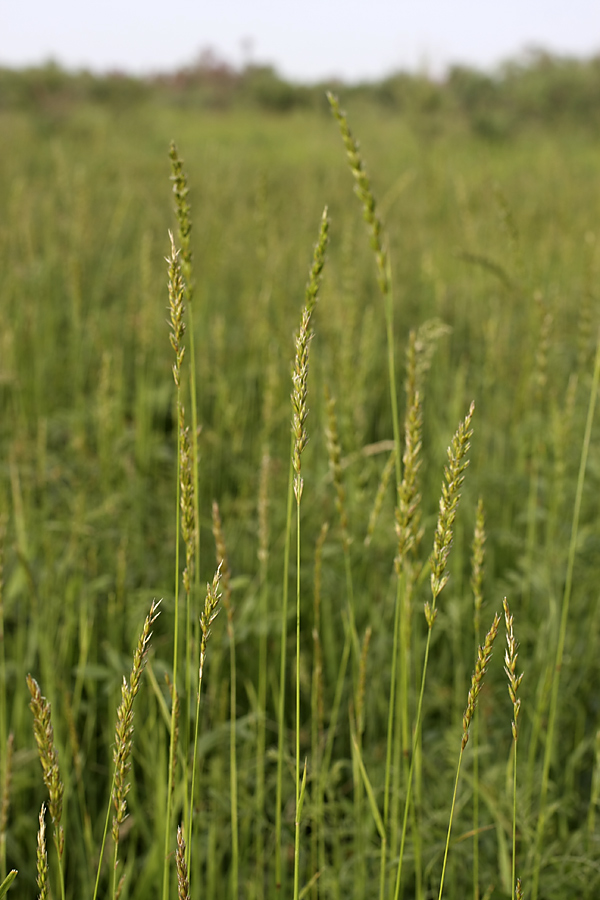 Изображение особи род Elymus.
