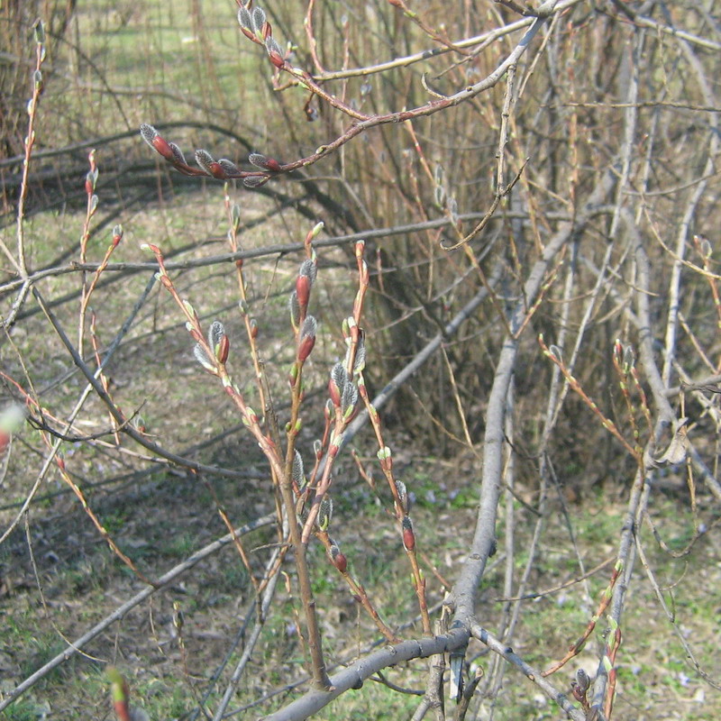 Image of Salix purpurea specimen.