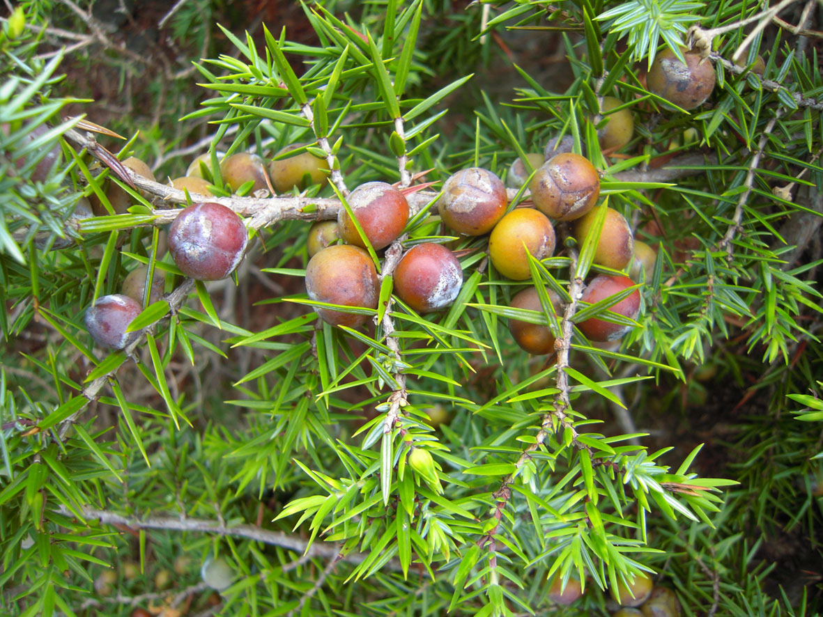 Изображение особи Juniperus oxycedrus.