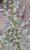 семейство Chenopodiaceae. Часть веточки с соцветиями. Израиль, г. Беэр-Шева, пустырь. 16.10.2012.
