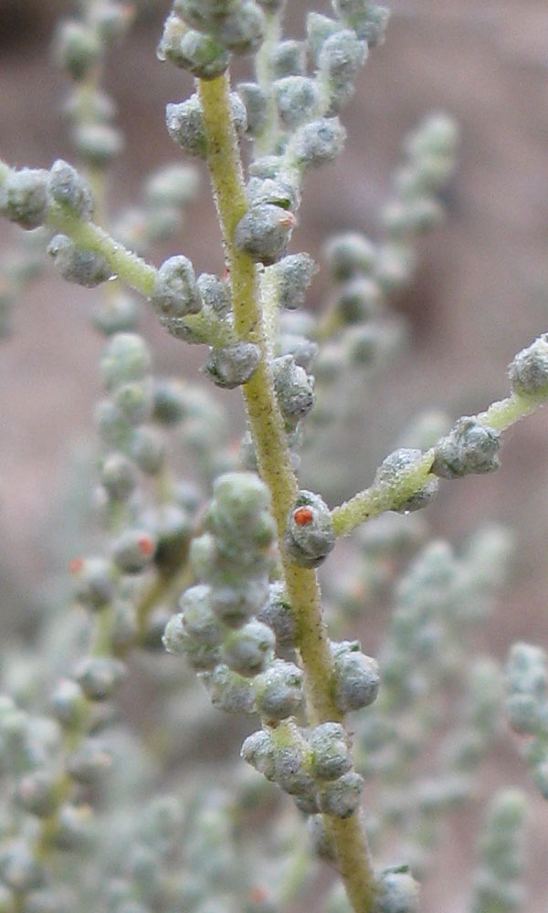 Image of familia Chenopodiaceae specimen.