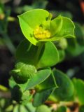 Euphorbia platyphyllos