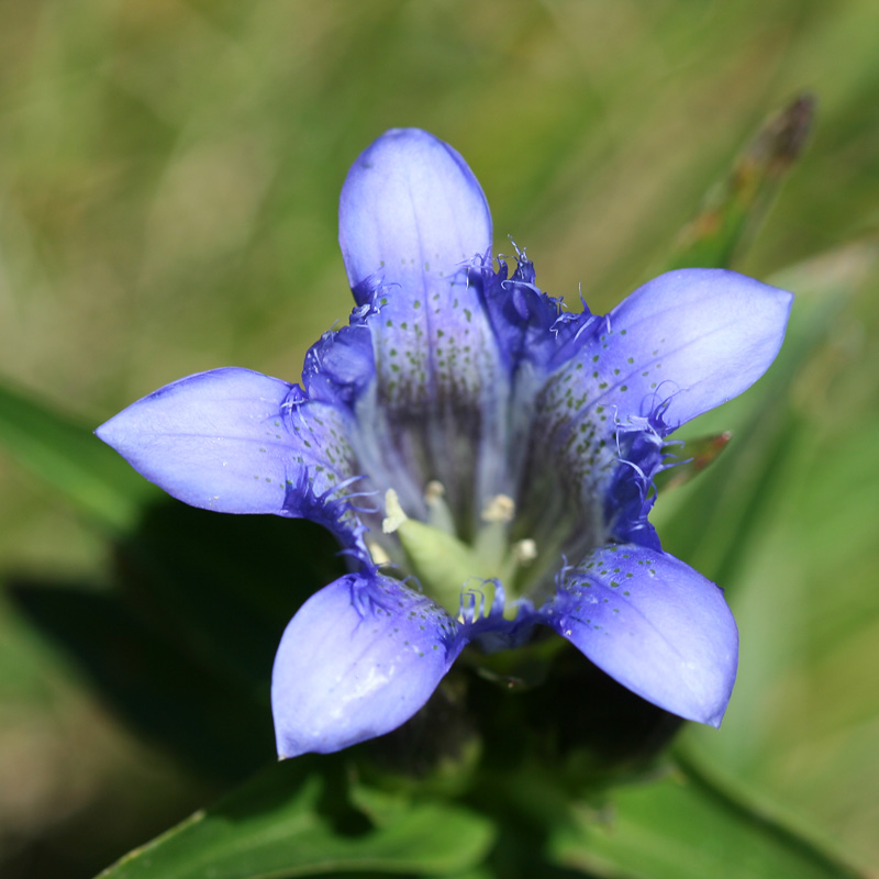 Изображение особи Gentiana septemfida.