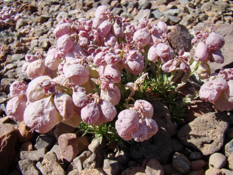 Image of Coluteocarpus vesicaria specimen.