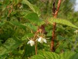 Rubus matsumuranus