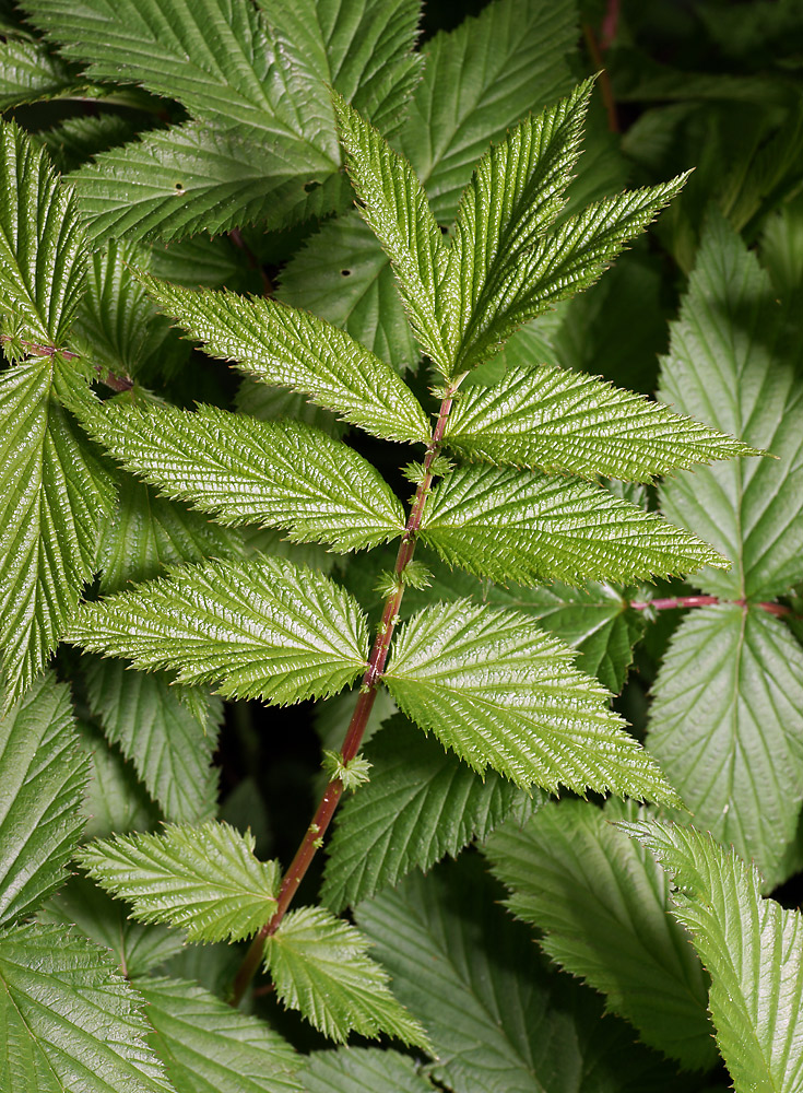 Image of Filipendula ulmaria specimen.