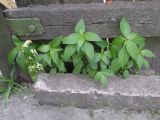 Acalypha australis