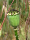 Papaver rhoeas. Плод-коробочка. Украина, Запорожская обл., Запорожский р-н, в посадке возле трассы на Днепропетровск. 02.06.2011.