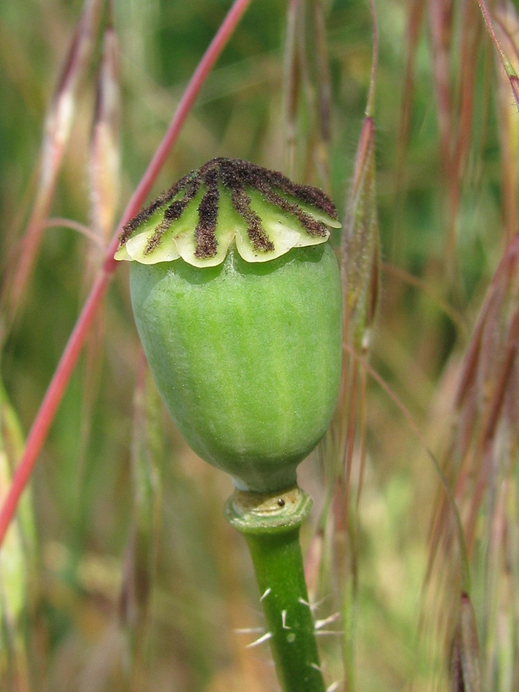 Image of Papaver rhoeas specimen.