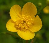 genus Ranunculus. Цветок. Хабаровский край, Ванинский р-н, окр. пос. Высокогорный. 13.06.2012.