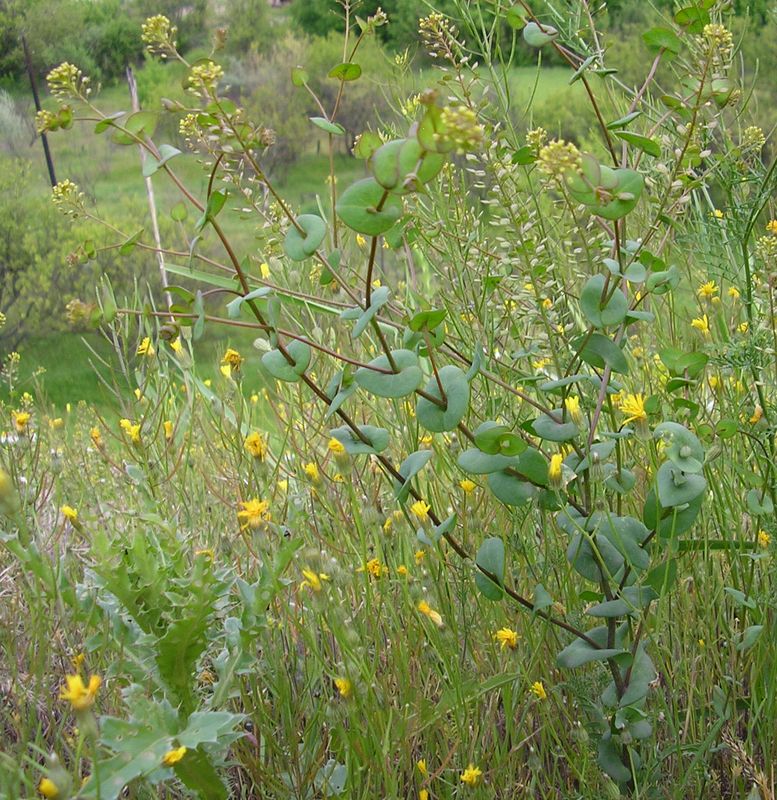 Image of Lepidium perfoliatum specimen.