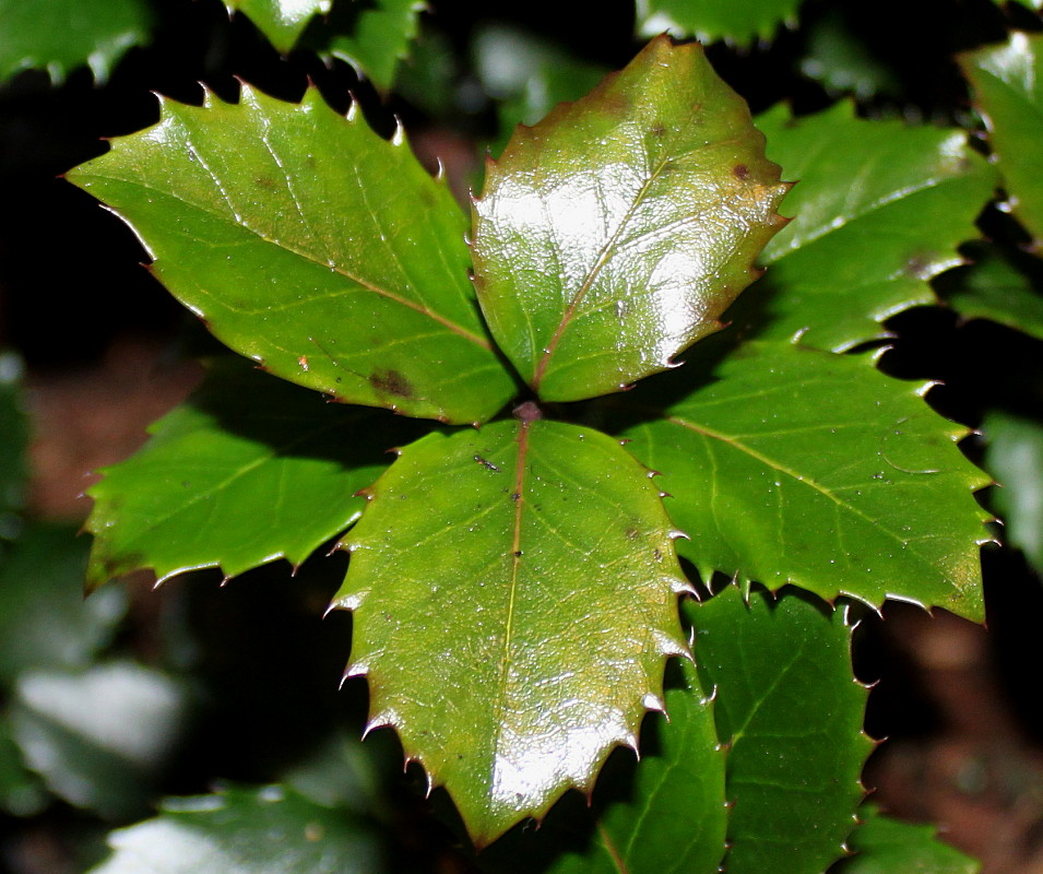 Изображение особи Ilex × meserveae.