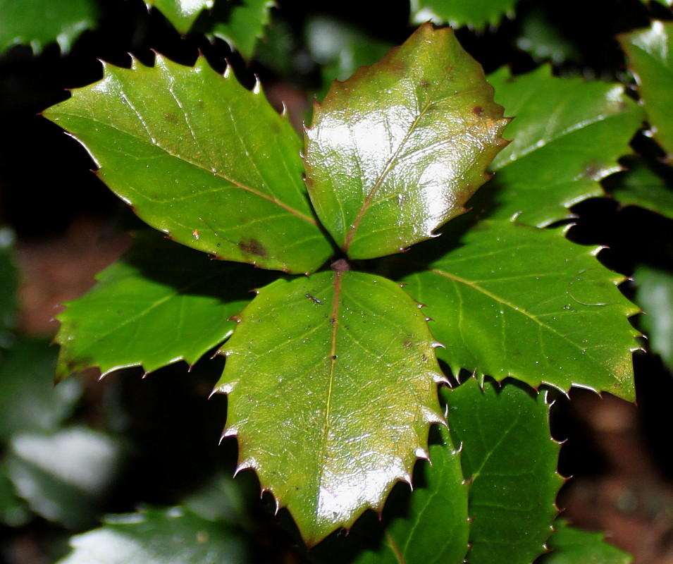 Изображение особи Ilex &times; meserveae.