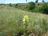 Alcea rugosa. Цветущее растение. Бугры. Ростовская обл., г. Новочеркасск. 19.06.2010.