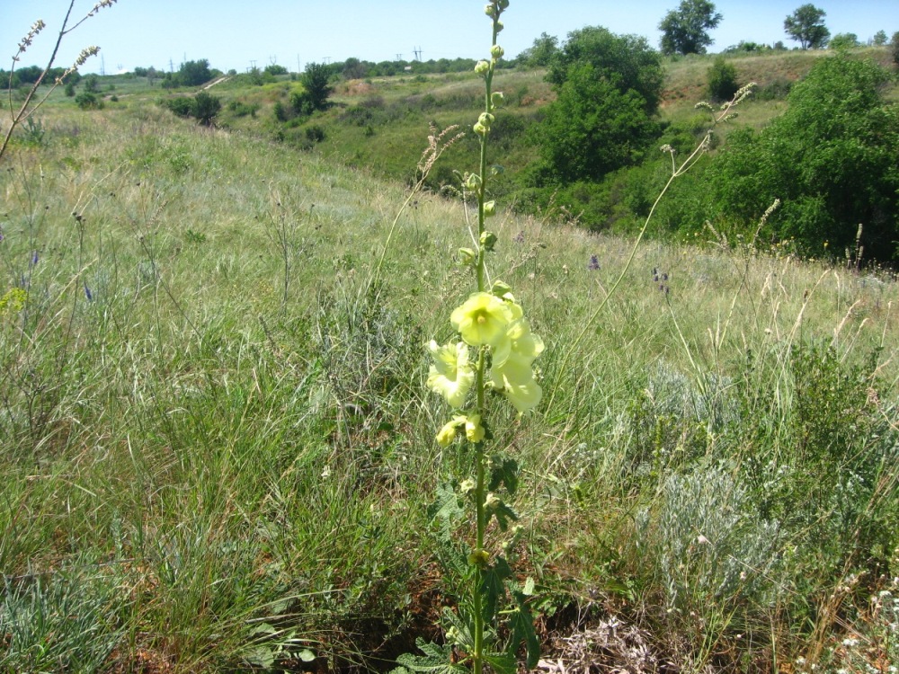 Изображение особи Alcea rugosa.