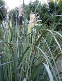 Cortaderia selloana. Верхняя часть плодоносщего растения с развивающимися новыми соцветиями. Хорватия, Приморье - Горски Котар, г. Опатия, небольшой пустырь между строениями. 07.09.2012.