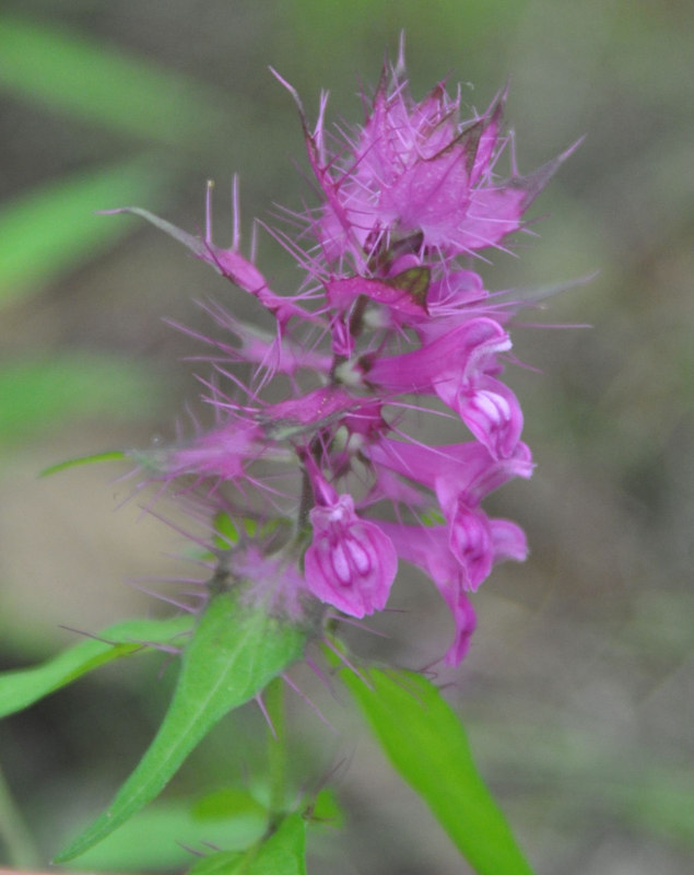 Image of Melampyrum setaceum specimen.