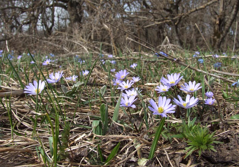 Image of Anemone caucasica specimen.