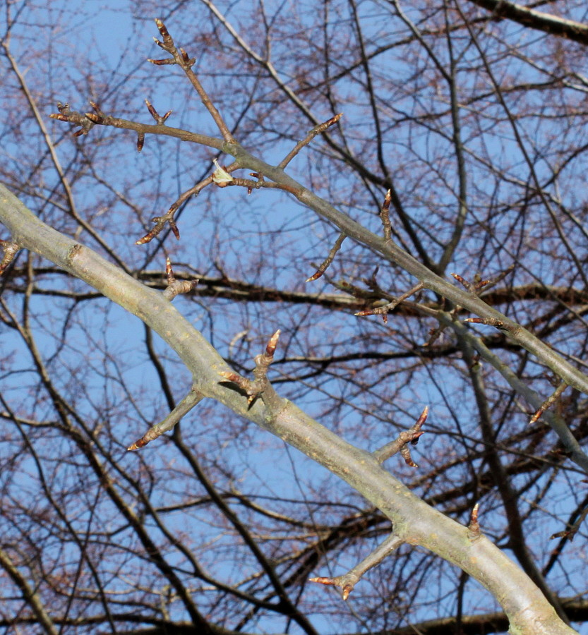 Image of Pyrus pyraster specimen.