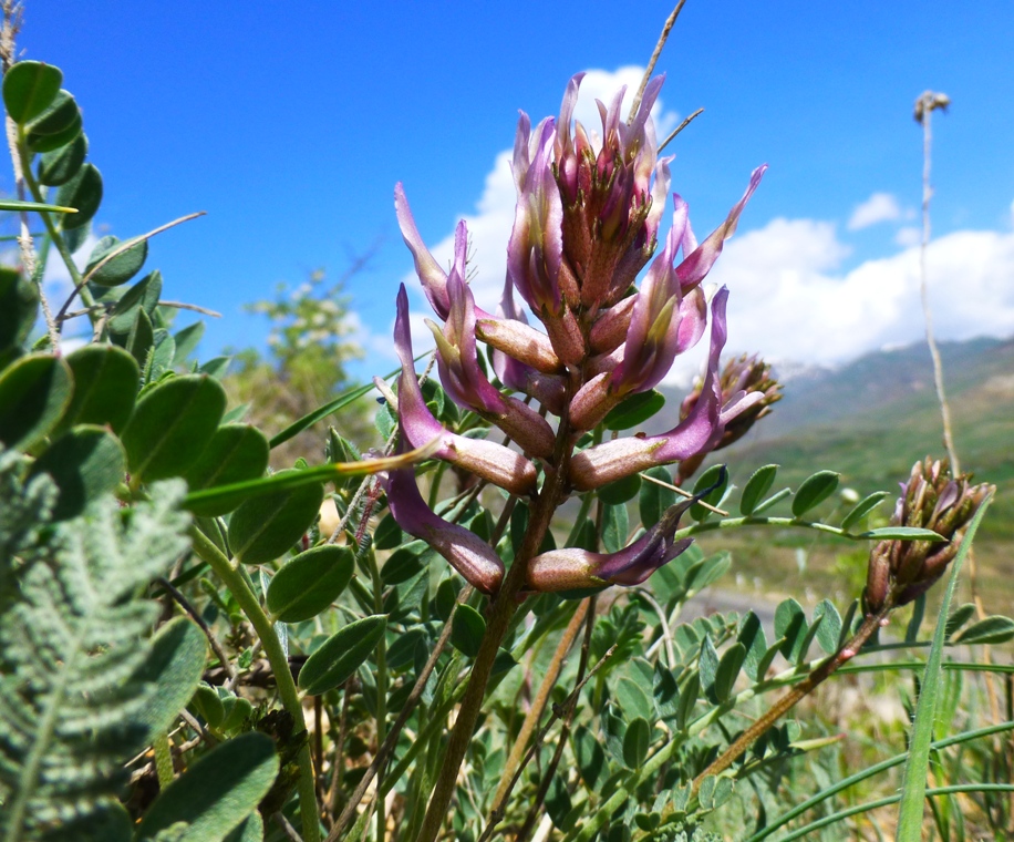 Image of Astragalus brachycarpus specimen.