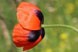 Papaver stevenianum