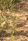 Roemeria hybrida. Цветущее растение. Западный Казахстан, западный чинк плато Устюрт 18 км NNO п. Бейнеу. 04.05.2013.