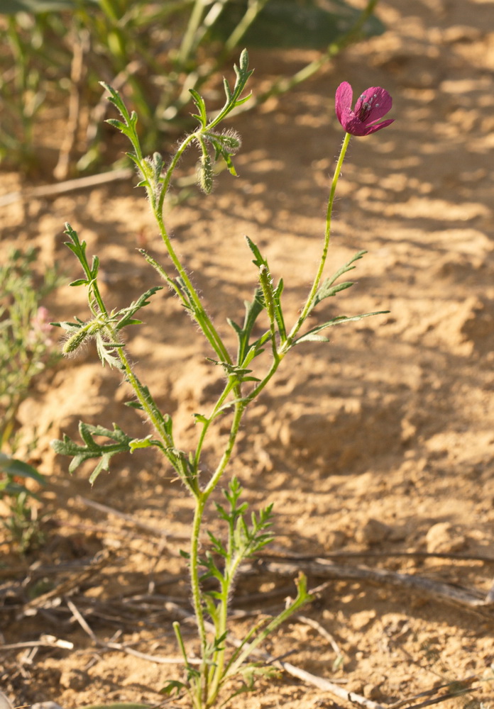 Изображение особи Roemeria hybrida.