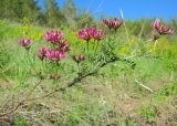 Astragalus cornutus. Цветущее растение. Татарстан, Бавлинский р-н. 18.05.2013.