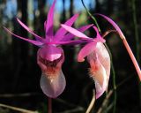 Calypso bulbosa. Цветки. Архангельская обл., Пинежский р-н, юго-восточные окр. Пинежского заповедника, лес в районе распространения карста. 29.05.2013.