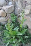 Solenanthus biebersteinii. Цветущее растение. Армения, Вайоц Дзор, окр. монастыря Спитакавор. 02.05.2013.