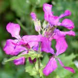 Lunaria annua