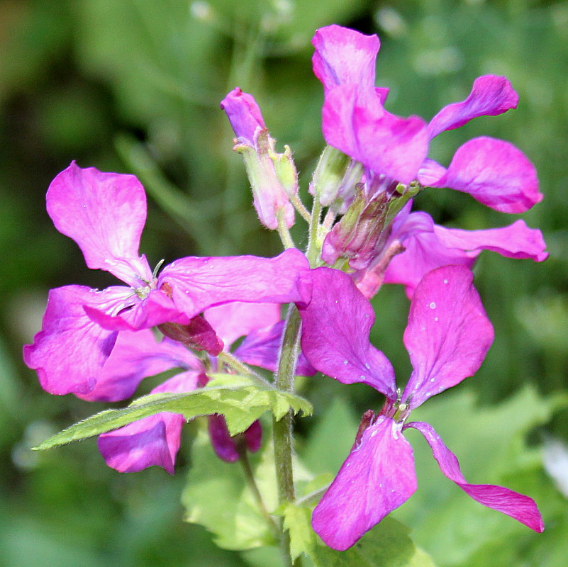 Изображение особи Lunaria annua.