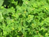 Medicago lupulina