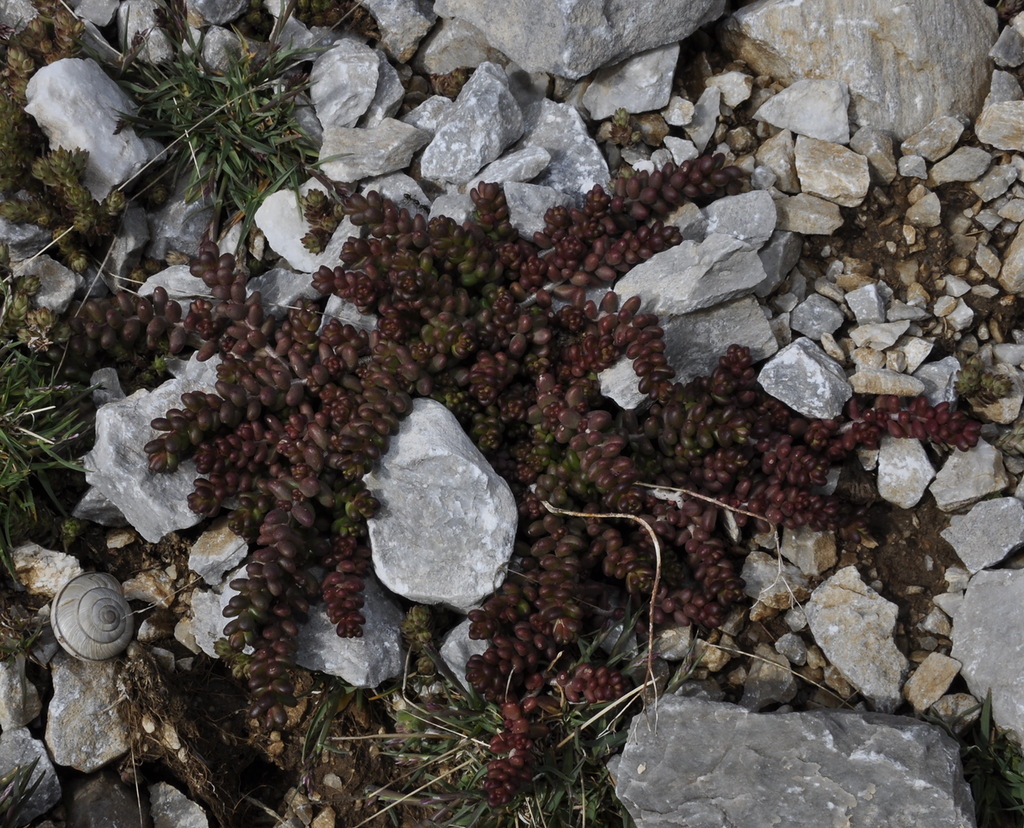 Изображение особи род Sedum.