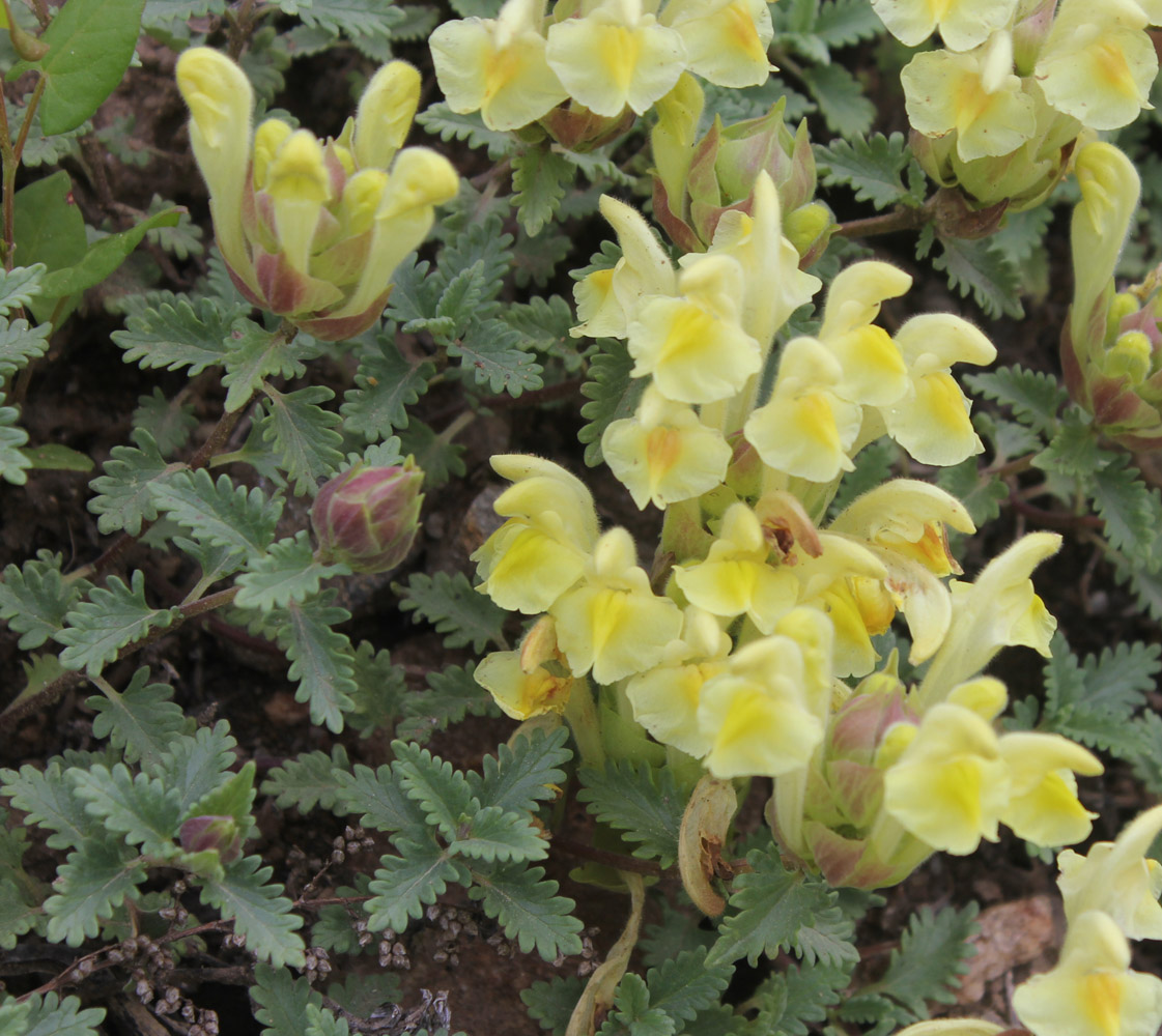 Изображение особи Scutellaria polyodon.