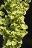 Rumex crispus