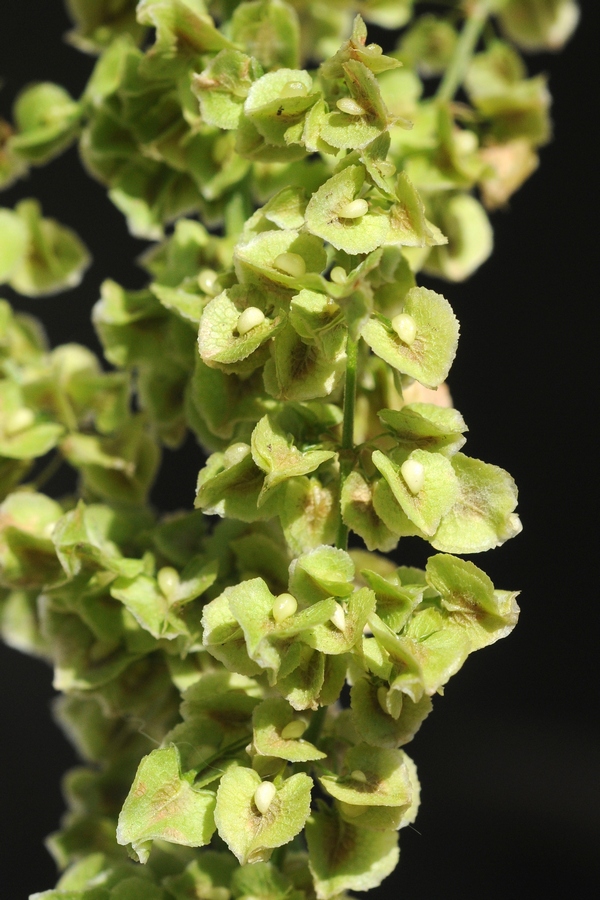 Image of Rumex crispus specimen.