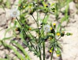 Senecio vulgaris. Верхушка цветущего и плодоносящего растения. Узбекистан, г. Ташкент, археологический памятник Актепа Юнусабадский. 09.05.2013.