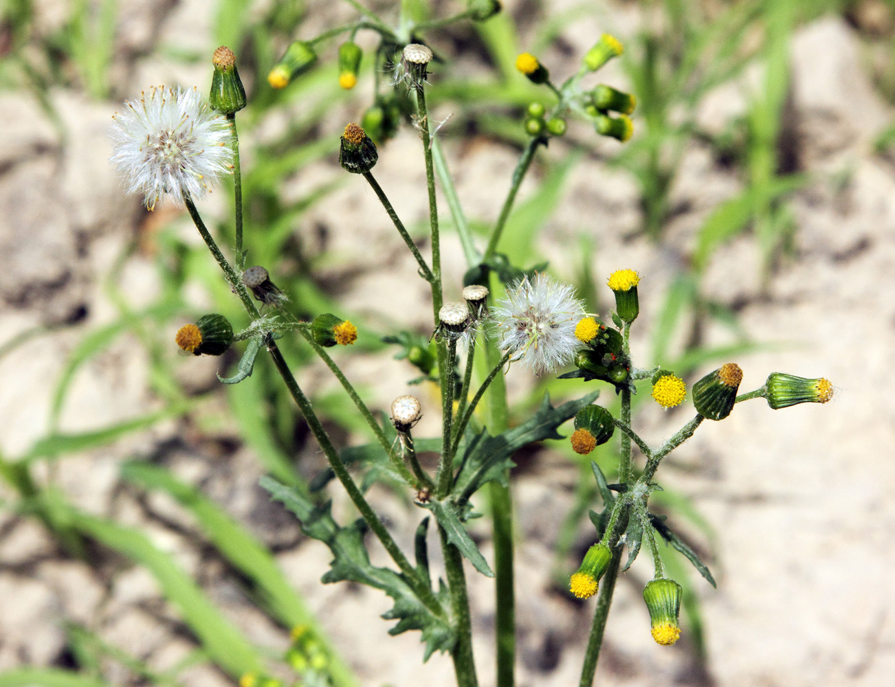 Изображение особи Senecio vulgaris.