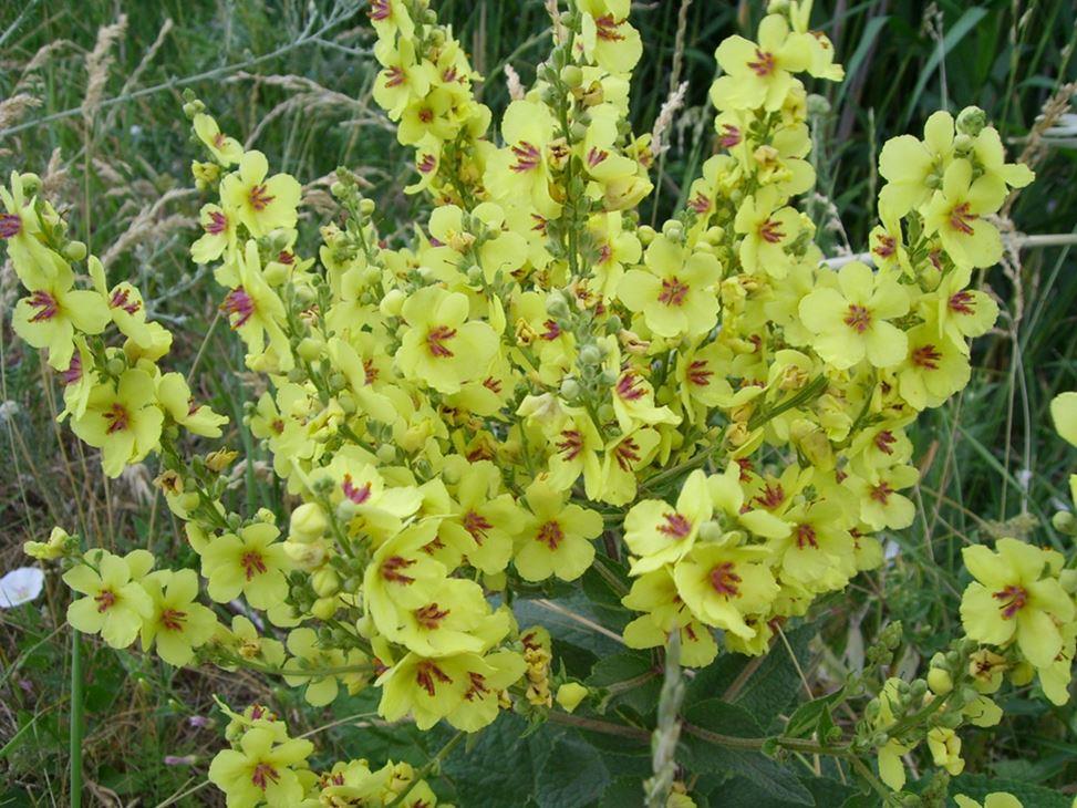 Изображение особи Verbascum marschallianum.