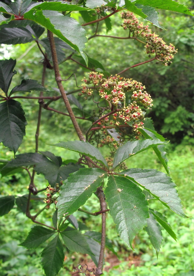 Image of Parthenocissus quinquefolia specimen.