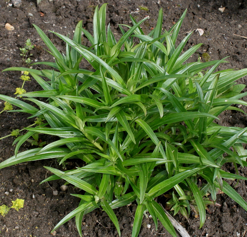 Image of Gentiana walujewii specimen.