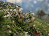 Lamium tomentosum. Цветущее растение. Карачаево-Черкесия, хр. Чухчур. 26.07.2013.