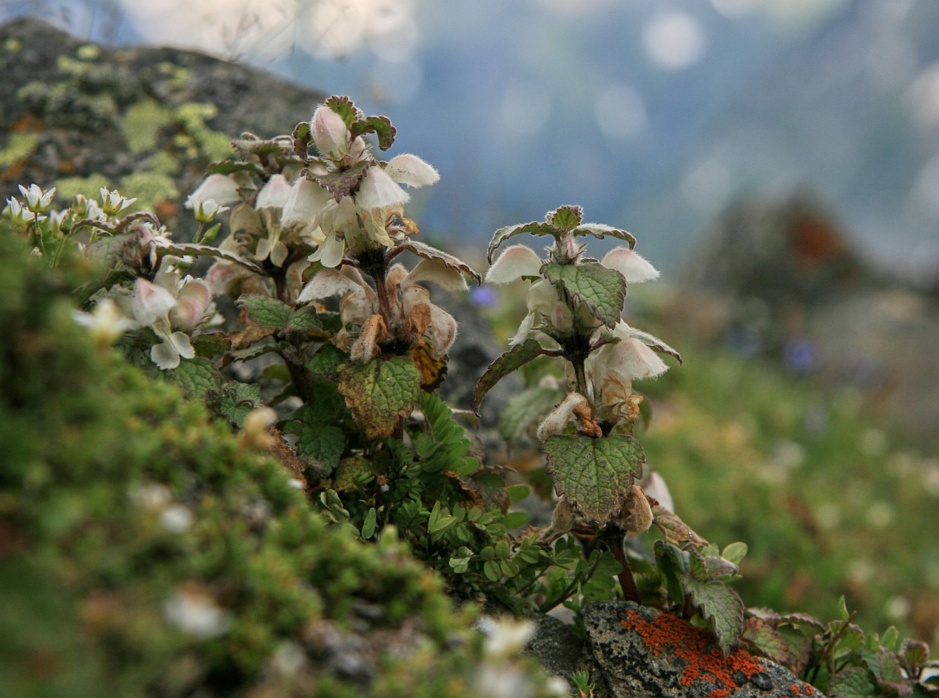 Image of Lamium tomentosum specimen.