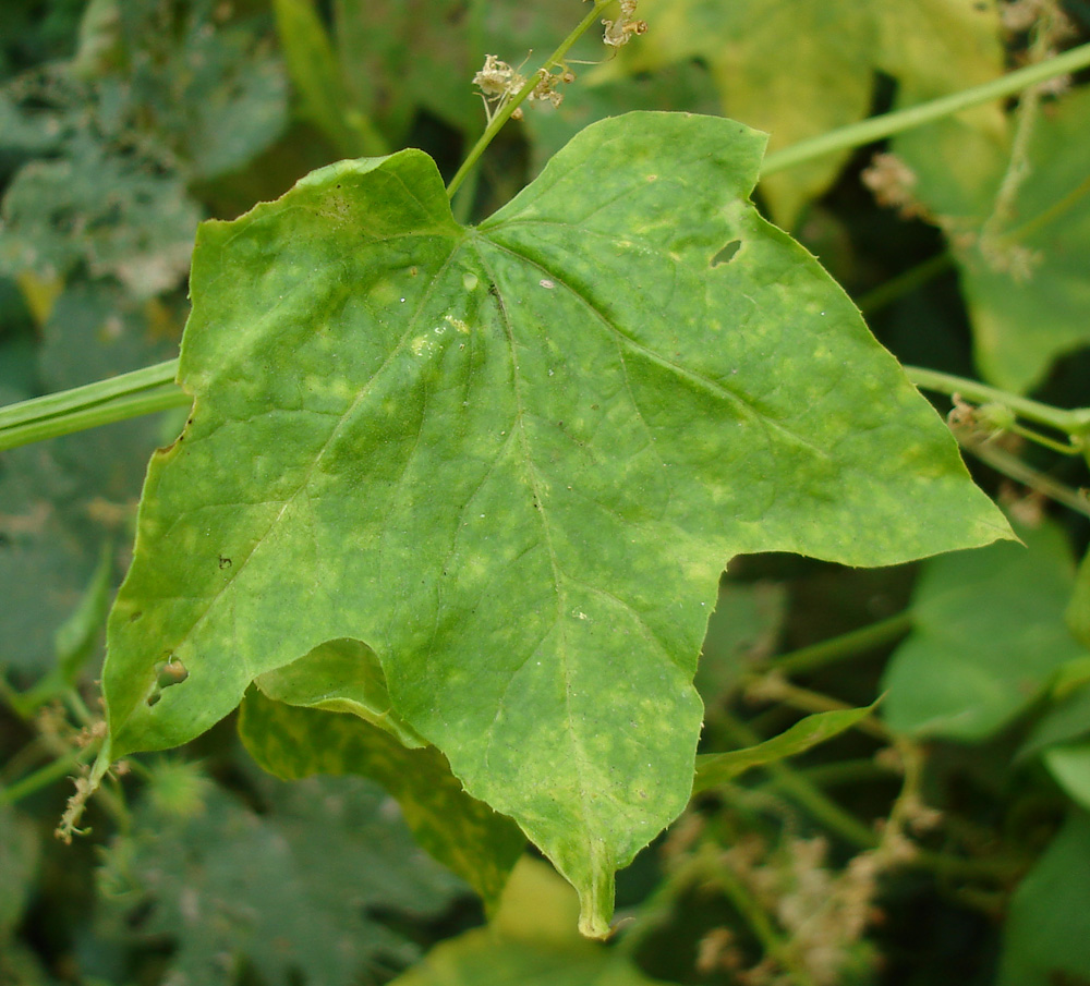 Image of Echinocystis lobata specimen.