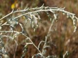 Artemisia santonicum