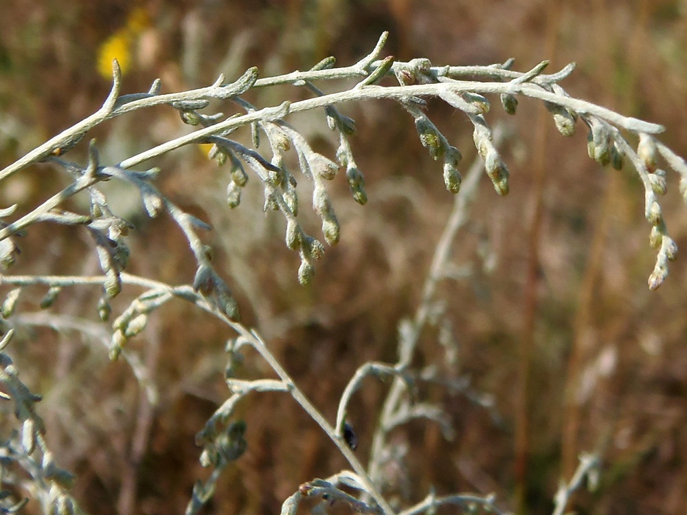 Изображение особи Artemisia santonicum.