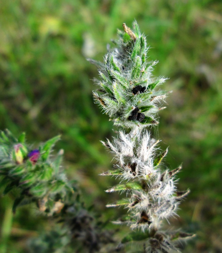 Изображение особи Echium vulgare.